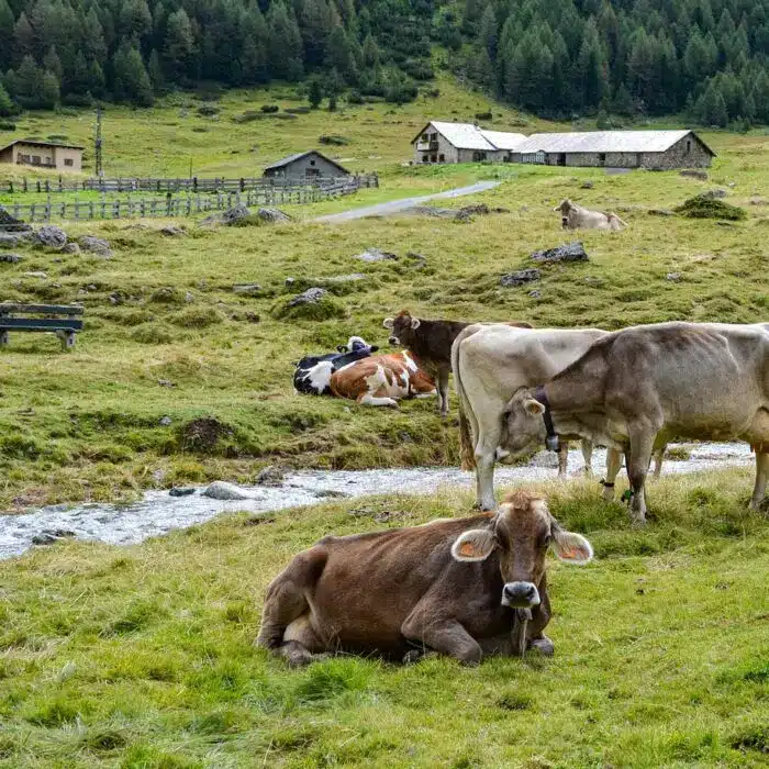 Mediation bei Hofübergabe, Generationenfolge in der Landwirtschaft