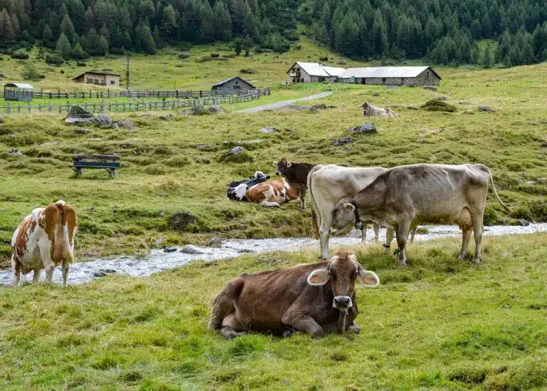 Mediation bei Hofübergabe, Generationenfolge in der Landwirtschaft
