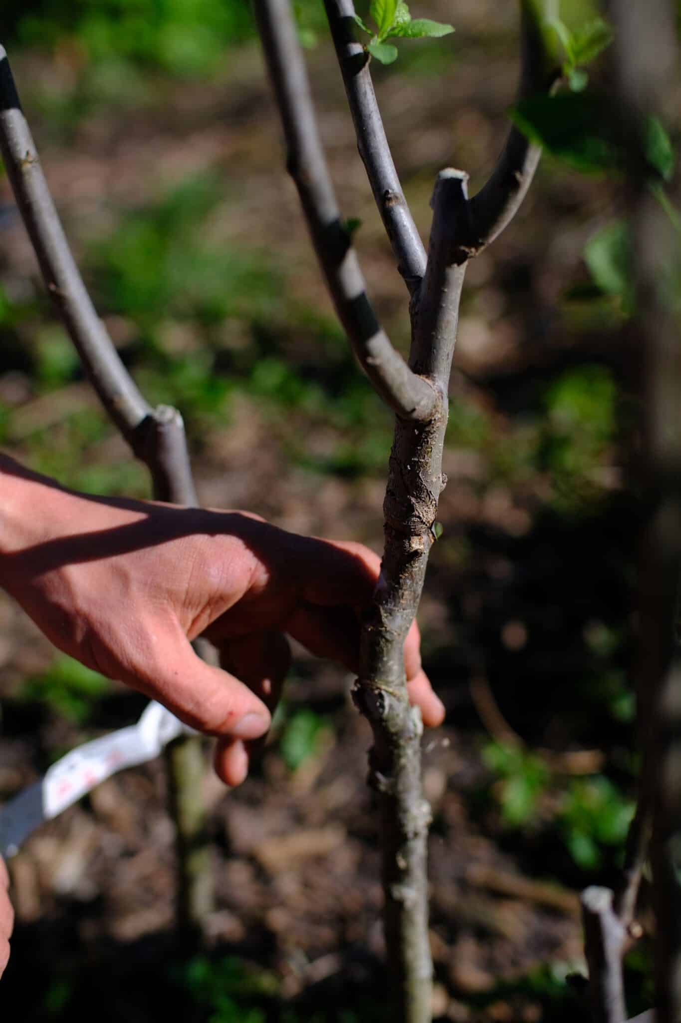 Hand an einem veredelten Obstbaum-Setzling im Garten
